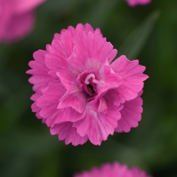 Dianthus Mountain Frost™ 'Pink PomPom' (119233)