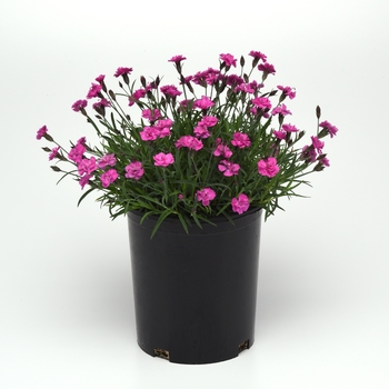 Dianthus Mountain Frost™ 'Pink PomPom' (119235)
