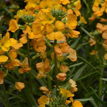 Erysimum linifolium Cheers™ 'Florange' (119266)