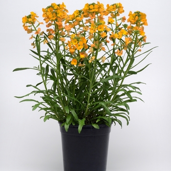 Erysimum linifolium Cheers™ 'Florange' (119270)