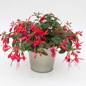 Fuchsia Bellinto™ 'Compact Red+Violet' (119349)