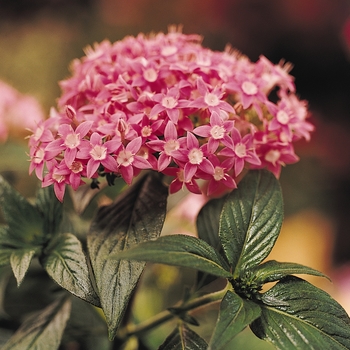 Pentas lanceolata Butterfly™ 'Orchid' (119425)