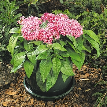 Pentas lanceolata Butterfly™ 'Orchid' (119426)