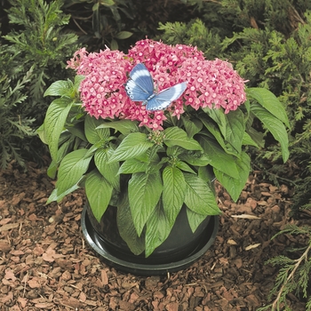 Pentas lanceolata Butterfly™ 'Orchid' (119427)