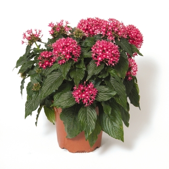 Pentas lanceolata Butterfly™ 'Orchid' (119428)