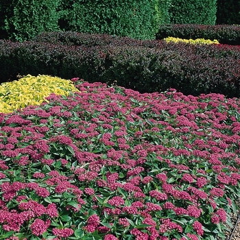 Pentas lanceolata Butterfly™ 'Orchid' (119430)