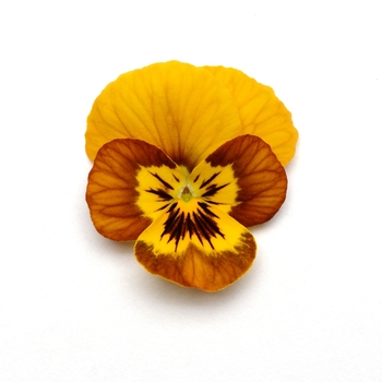Viola cornuta Sorbet® 'Honeybee' (119551)