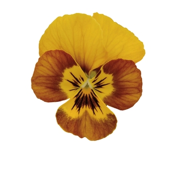 Viola cornuta Sorbet® 'Honeybee' (119553)