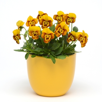 Viola cornuta Sorbet® 'Honeybee' (119554)
