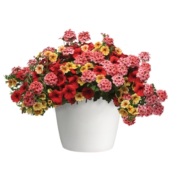 Combination Planter Trixi® 'Who Knew Orleans' (119584)