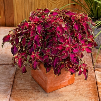 Coleus Party Time™ 'Ruby Punch' (119749)