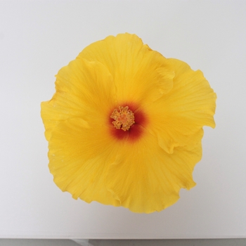 Hibiscus HibisQs® 'Multi-Tropic Yellow' (119780)