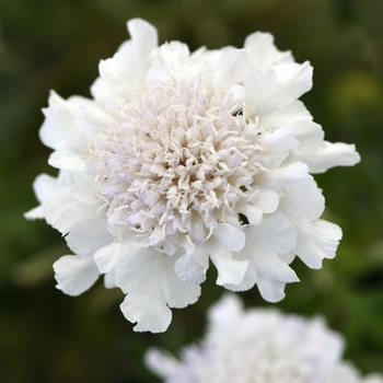 Scabiosa columbaria Flutter™ 'Pure White' (120092)