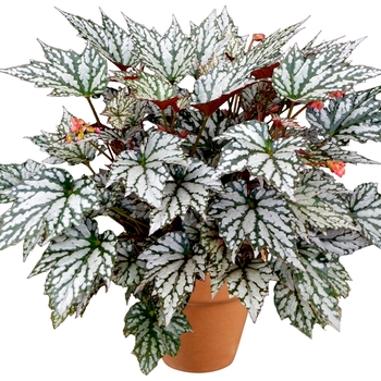 Begonia Holiday™ 'Jolly Holly' (121161)