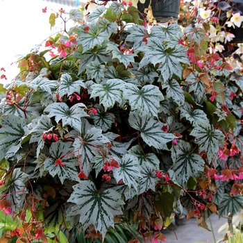 Begonia Spectre™ 'Silver' (121201)