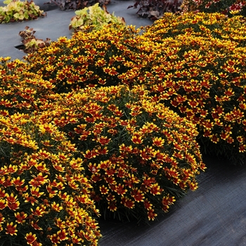 Coreopsis Honeybunch™ 'Red & Gold' (121335)