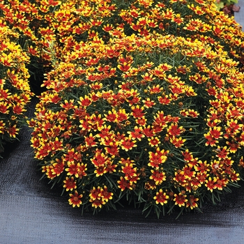 Coreopsis Honeybunch™ 'Red & Gold' (121337)