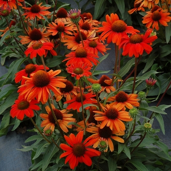 Echinacea Kismet® 'Intense Orange' (121421)
