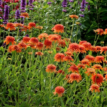 Echinacea Colorburst™ 'Orange' (121449)