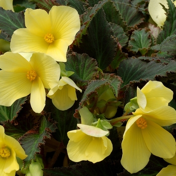 Begonia Daystar™ 'Yellow' (122322)