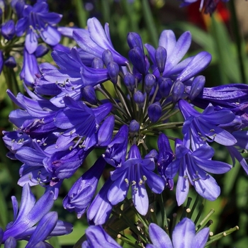Agapanthus 'Ever Sapphire™' (124199)