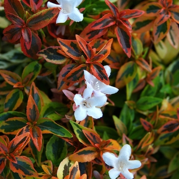 Abelia x grandiflora 'Kaleidoscope' (124342)