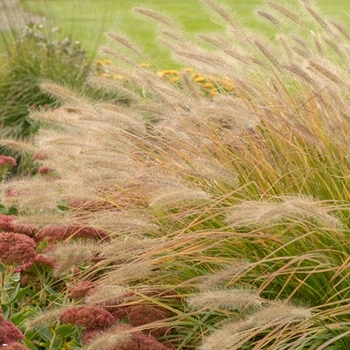 Pennisetum alopecuroides Prairie Winds® 'Desert Plains' (124383)