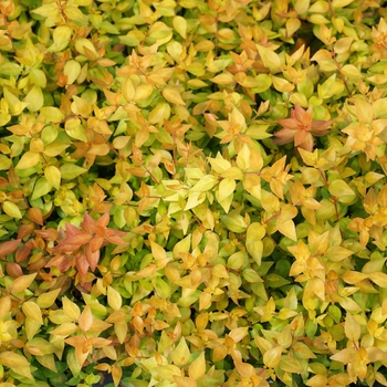 Abelia x grandiflora Color Choice® 'Funshine®' (124413)