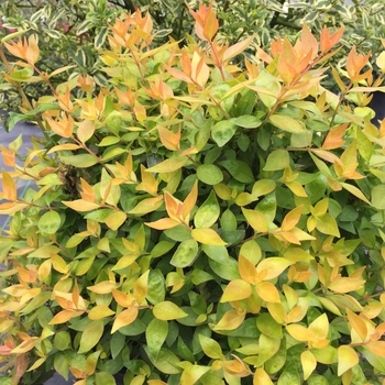 Abelia x grandiflora Color Choice® 'Funshine®' (124417)