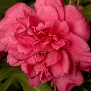 Camellia sasanqua 'Alabama Beauty™' (124419)
