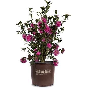 Camellia sasanqua 'Alabama Beauty™' (124421)