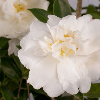 Camellia sasanqua 'Diana™' (124426)