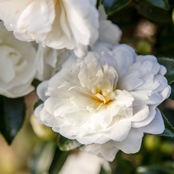 Camellia sasanqua October Magic® 'Bride' (124430)