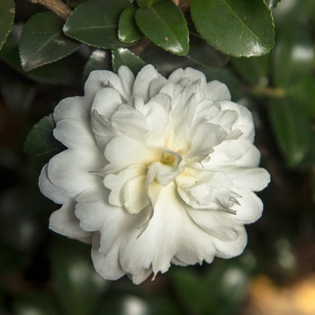 Camellia sasanqua October Magic® 'Ivory' (124690)