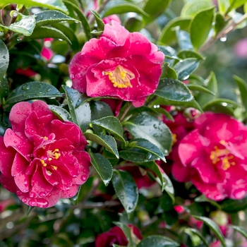 Camellia sasanqua October Magic® 'Ruby' (124696)