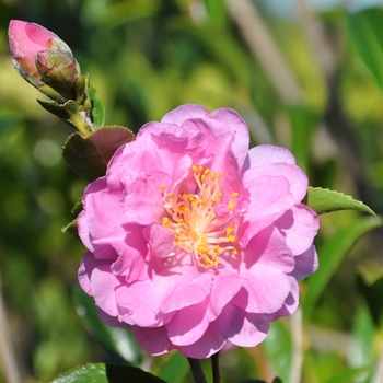 Camellia sasanqua 'Pink Stella™' (124705)