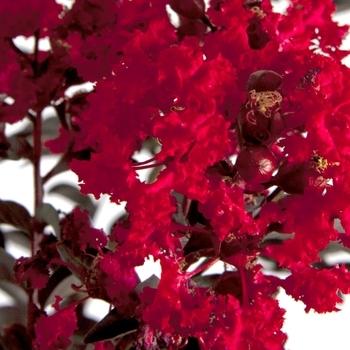 Lagerstroemia indica Delta Flame™ '' (125070)