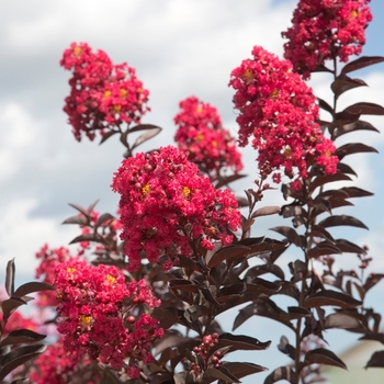 Lagerstroemia indica Delta Flame™ '' (125072)