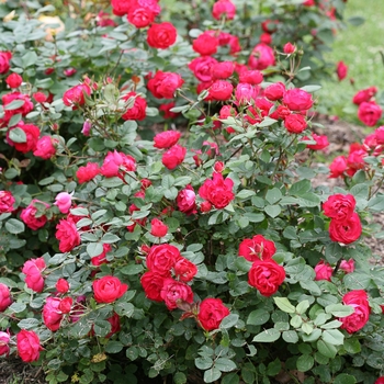 Rosa 'Oso Easy Double Red®' (125615)