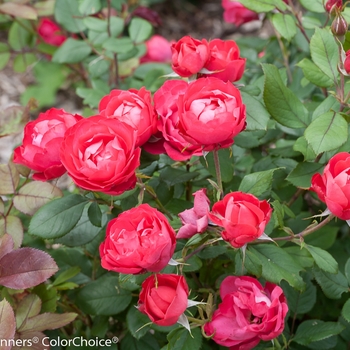 Rosa 'Oso Easy Double Red®' (125617)