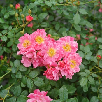 Rosa Oso Easy® 'Double Pink' (125814)