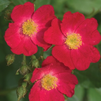Rosa Oso Happy® 'Candy Oh!' (125828)