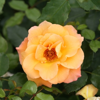Rosa 'Sunorita®' (125840)