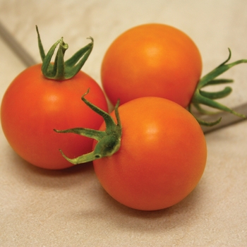 Lycopersicon esculentum Tempting Tomatoes® 'Bellini' (127355)