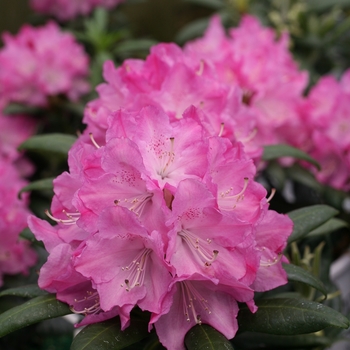 Rhododendron Dandy Man® 'Pink' (127397)