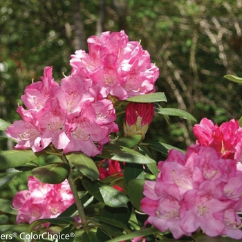 Rhododendron Dandy Man® 'Pink' (127399)