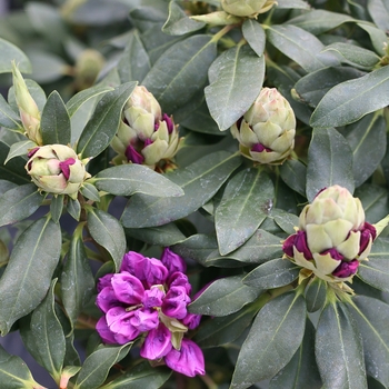 Rhododendron Dandy Man® 'Purple' (127403)