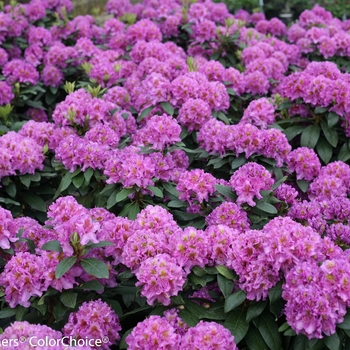 Rhododendron Dandy Man® 'Purple' (127405)
