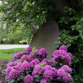 Rhododendron Dandy Man® 'Purple' (127406)
