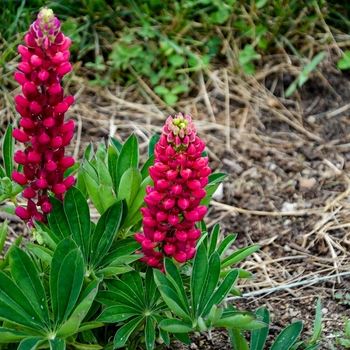 Lupinus polyphyllus Mini Gallery™ 'Red' (127763)